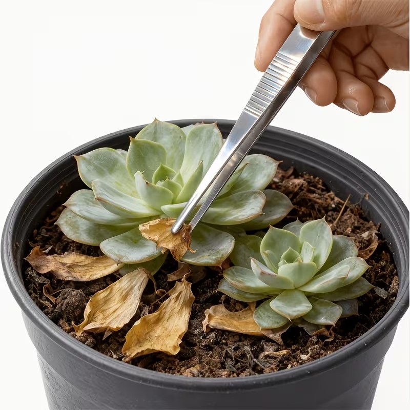 Planted Aquarium Tips - 2 adet 20cm Paslanmaz Çelik Cımbız