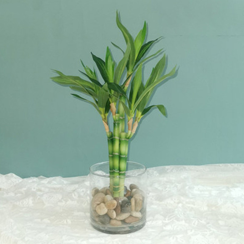 Yeni 40 cm rFtificial Şanslı B - Aquarium Plant Nursery incelemesi ve fiyatı