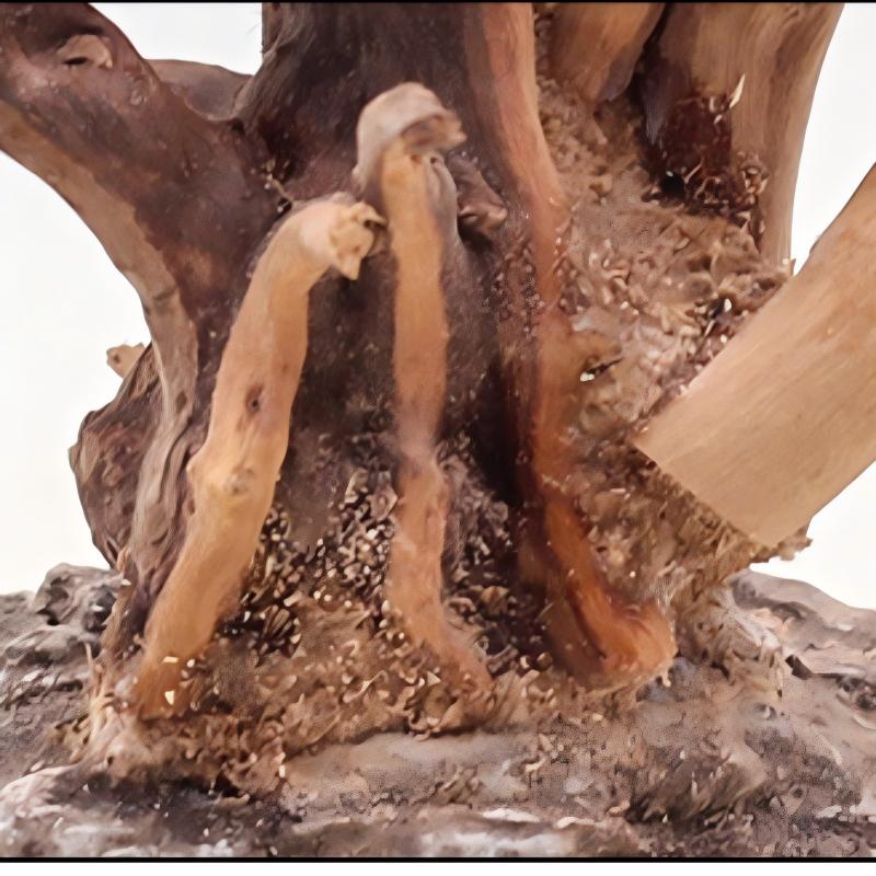 1 adet akvaryum peyzaj ahşap s - Aquarium Plant Root Tabs incelemesi ve fiyatı
