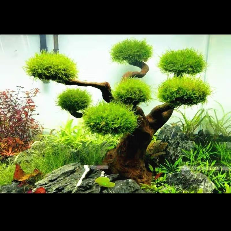 Akvaryum Dekorasyon Yosun Kökü - Aquarium Plant Root Tabs incelemesi ve fiyatı