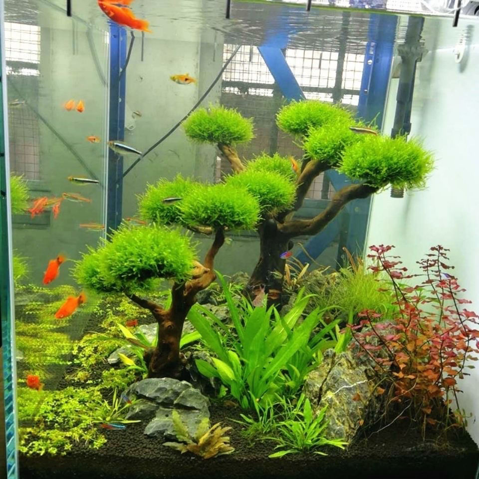 Akvaryum Dekorasyon Yosun Kökü - Aquarium Plant Root Tabs incelemesi ve fiyatı